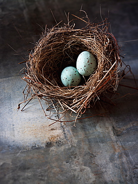 A small intricately woven bird's nest. Two small turquoise eggs, Maryland, USA