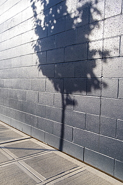 Tree shadow on a building wall