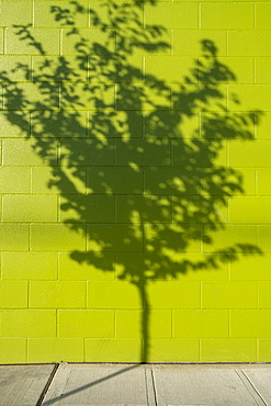 Tree shadow on a building wall