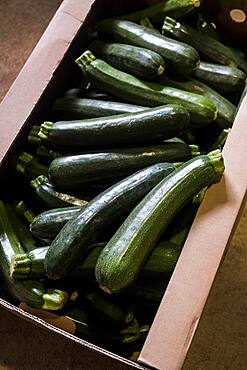 High angle close up of box of freshly picked courgettes, Oxfordshire, United Kingdom