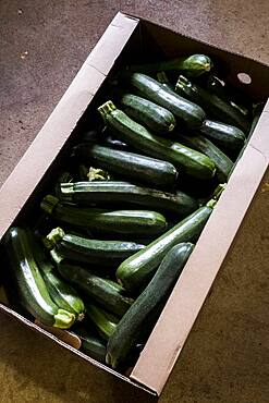 High angle close up of box of freshly picked courgettes, Oxfordshire, United Kingdom