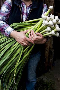 Close up of farmer holding bunch of freshly picked garlic, Oxfordshire, United Kingdom