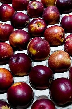 High angle close up of freshly picked nectarines, Oxfordshire, United Kingdom