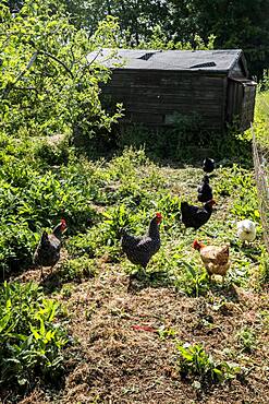 Chickens outside a chicken coop on a farm, Oxfordshire, United Kingdom