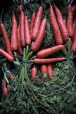 High angle close up of bunches of freshly picked carrots, Oxfordshire, United Kingdom