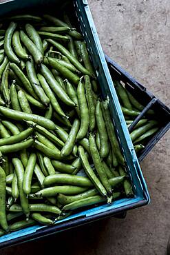 High angle close up of freshly picked green beans, Oxfordshire, United Kingdom