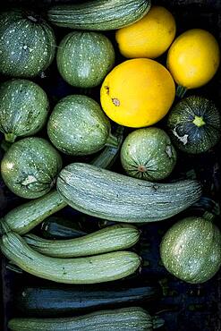 High angle close up of freshly picked yellow and green marrows and courgettes, Oxfordshire, United Kingdom