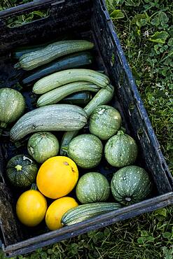 High angle close up of freshly picked yellow and green marrows and courgettes, Oxfordshire, United Kingdom