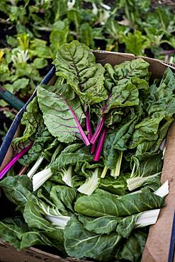 High angle close up of freshly picked leaf vegetables in cardboard box, Oxfordshire, United Kingdom