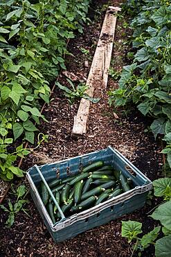 High angle close up of of freshly picked courgettes in blue plastic crate, Oxfordshire, United Kingdom