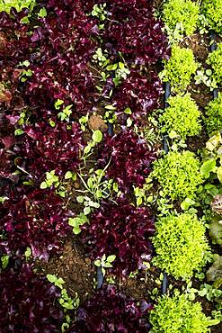 High angle close up of selection of salad leaves growing in a field, Oxfordshire, United Kingdom