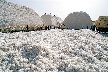 Cotton piles in Xinjiang