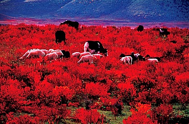 Red glassland in Zhongdian Minor, Yunnan