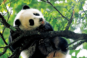 A giant panda