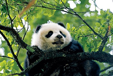 A giant panda