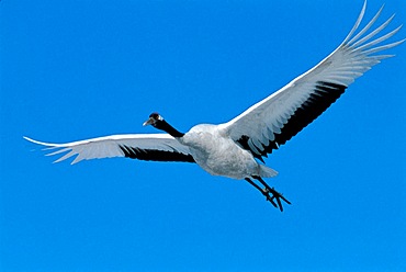 A red-crowned crane