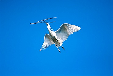 A bubulcus ibis cattle egret