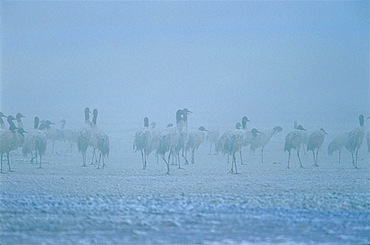 Black-necked cranes