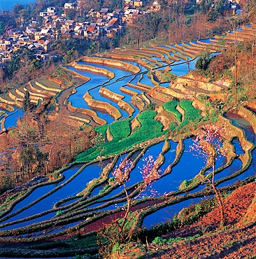 The terraced fields in Yuanyang, Yunnan