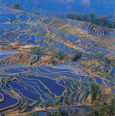 The terraced fields in Yuanyang, Yunnan