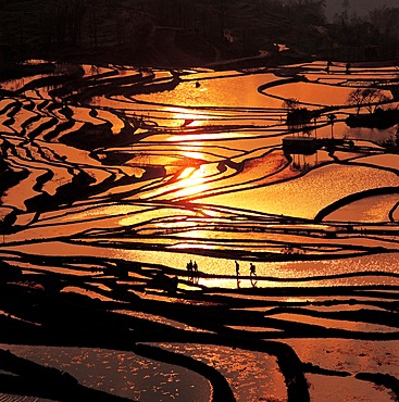 The terraced fields in Yuanyang, Yunnan