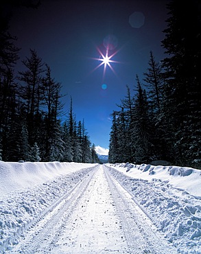 Birch Forest of Mt.Changbaishan, Jilin