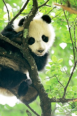 A giant panda