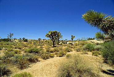 Joshua Tree National Monument, California, United States of America, North America