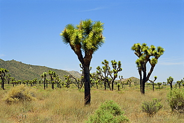 Joshua Tree National Monument, California, United States of America, North America