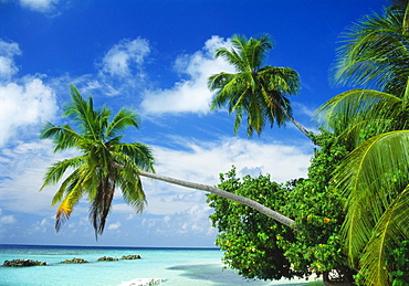 Beach and Palm Trees by the Indian Ocean at Nakatchafushi, North Male Atoll, Maldives