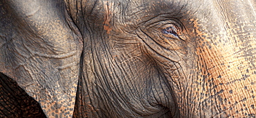 Close up of a adult elephant's (Elephantidae) head and crinkled skin, Pinnewala Elephant Orphanage, Sri Lanka, Asia 