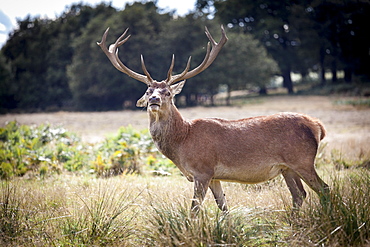 Deer, Richmond Park, Richmond, Surrey, England, United Kingdom, Europe