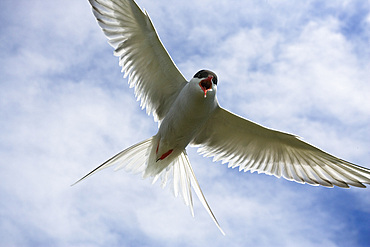 Arctic tern (Sterna paradisaea) in flight. Farne Islands, off Northumberland coast, UK.   (rr)