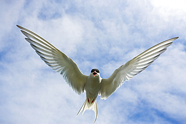 Arctic tern (Sterna paradisaea) in flight. Farne Islands, off Northumberland coast, UK.   (rr)