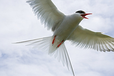 Arctic tern (Sterna paradisaea) in flight. Farne Islands, off Northumberland coast, UK