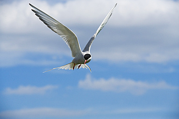 Arctic tern (Sterna paradisaea) in flight. Farne Islands, off Northumberland coast, UK