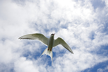 Arctic tern (Sterna paradisaea) in flight. Farne Islands, off Northumberland coast, UK