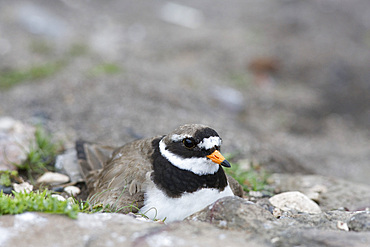 Ringed plover (Charadrius hiaticula) on nest. Farne Islands, Northumbelrand, UK