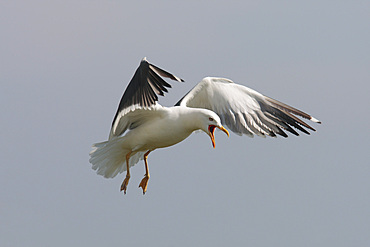 Lesser blackbacked gull (Larus fuscus). UK