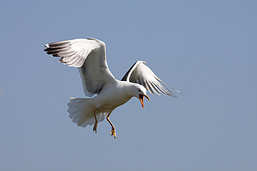 Lesser blackbacked gull (Larus fuscus). UK