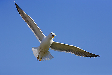 Lesser blackbacked gull (Larus fuscus). UK