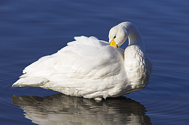 Whooper swan (Cygnus cygnus) preening feathers.  UK