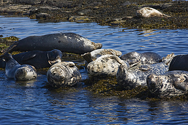 Grey seals (Halichoerus grypus). Farne Islands, Seahouses, Northumberland, UK