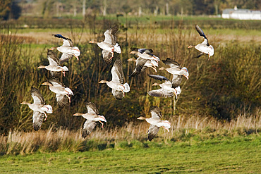 Greylag Geese (Anser anser) in flight. Caerlaverock Wildfowl and Wetlands reserve, Dumfries and Galloway, Scotland, UK