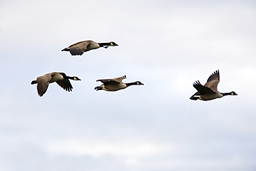 Canada Geese (Branta canadensis) in flight. UK