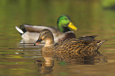 Mallard duck with drake (Anas platyrhynchos). UK