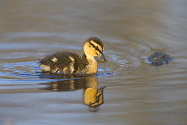 Mallard duckling (Anas platyrhynchos). United Kingdom