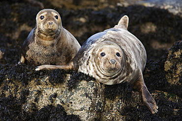 Grey seals (Halichoerus grypus). Farne Islands, Seahouses, Northumberland, UK