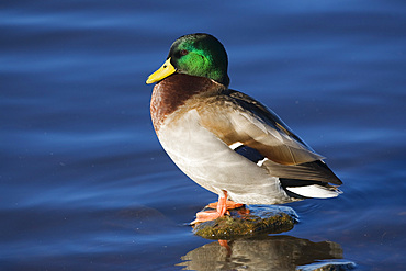 Mallard (Anas platyrhynchos) drake. UK