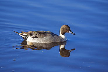 Northern pintail (Anas acuta). UK